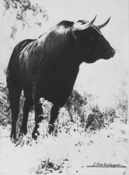 67 toro-1
